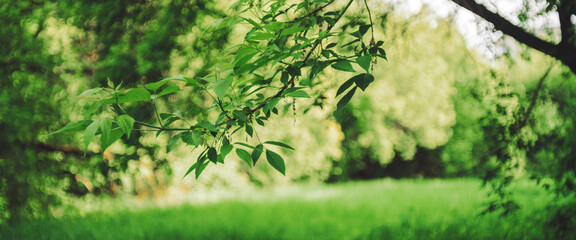 Vivid leaves of trees on bokeh background. Rich greenery in sunlight with copy space. Lush foliage close-up in sunny day. Natural green backdrop of scenic nature in backlight. Abstract texture.