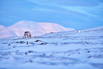 Arctic. Winter landscape with reindeer. Wild Reindeer, Rangifer tarandus, with massive antlers in...