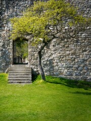 Fototapeta premium Hainburg castle ruins side wall entrance stairs and tree, Austria