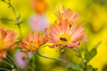 chrysantehmum 