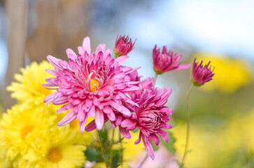 Obraz premium chrysantehmum 