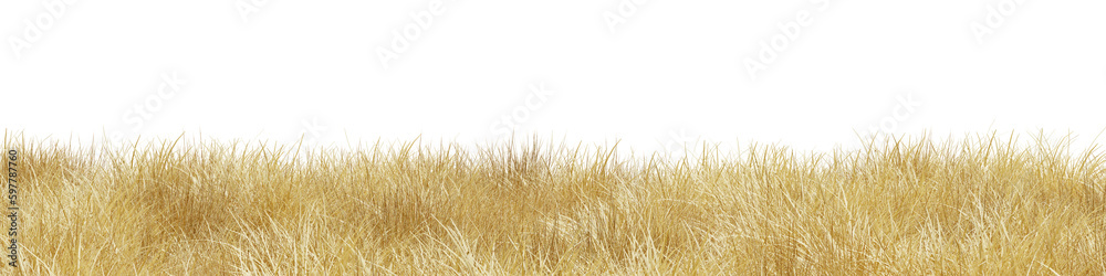 Wall mural dry grass field in nature, meadow in summer, tropical forest isolated on transparent background - pn - Wall murals