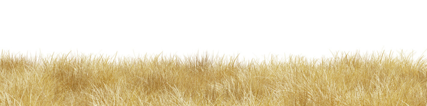 Dry grass field in nature, Meadow in summer, Tropical forest isolated on transparent background - PNG file, 3D rendering illustration for create and design or etc	