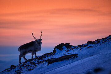Arctic sunrise. Orange light with reindeer. Wild Reindeer, Rangifer tarandus, with massive antlers...