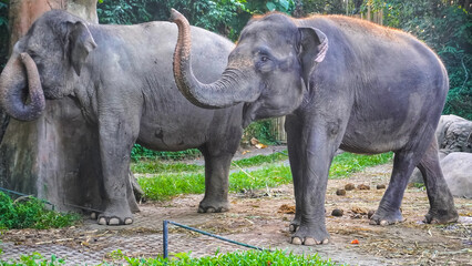 Fototapeta premium elephants in the zoo
