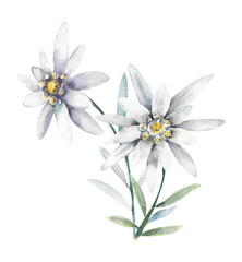 Watercolor flower. Two Edelweiss flowers on a white background