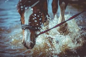 Horse Running and Splashing Shallow Lake Water