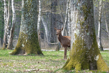 cerf  et harde