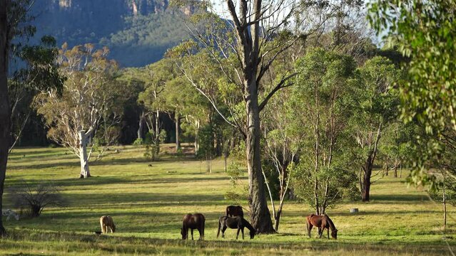 Beautiful Horse in a field on a farm in Australia. Horses in a meadow