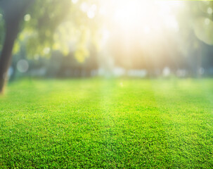 natural grass background - 597790160