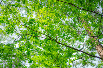 Fototapeta na wymiar 森林公園の木と空の風景