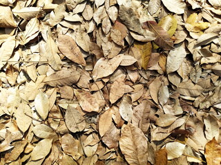 Dry autumn leaves and brown colors,Background,Close-up