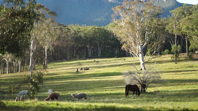 Beautiful Horse in a field on a farm in Australia. Horses in a meadow