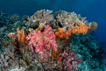 Plakat Vibrant soft corals, and other coral species, thrive on a reef slope in Raja Ampat, Indonesia. Being filter feeders, these corals grow well where there is consistent current.
