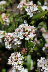 Fototapeta premium Koreanspice viburnum blooms, Derbyshire England 