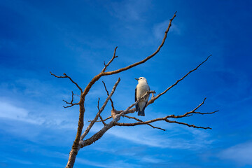White-headed vanga, Artamella viridis, white bird on the tree branch with blue sky, Kirindy forest in Madagascar. Vanga - endemic bird in the nature habitat. Widlife nature. Animal from Madagascar.