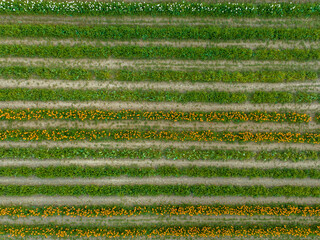 Hungary - Amazing tulips field from above with amazing lines and colors