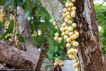 Baccaurea ramiflora Lour or Mafai in Thai, sweet and sour fruit on the tree.