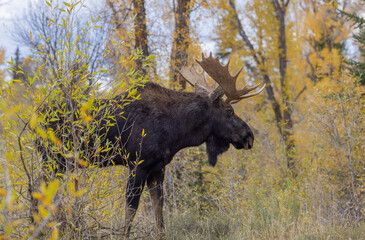 Bull Moose in Grand Teton National Park Wyoming in Autumn