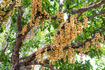 Baccaurea ramiflora Lour or Mafai in Thai, sweet and sour fruit on the tree.