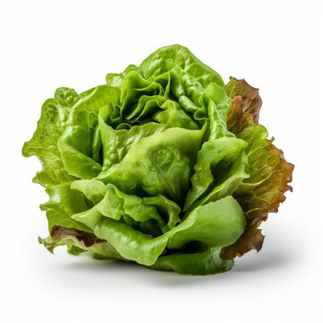 Lettuce Isolated White Baclground Clipping Path