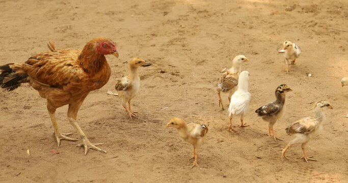 Hen feeding chicks at rural area India