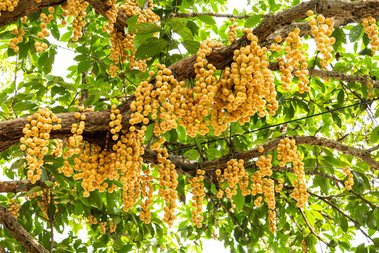 Baccaurea ramiflora Lour or Mafai in Thai, sweet and sour fruit on the tree.