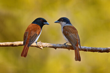 Rufous vanga, Schetba rufa, bird endemic to Madagascar. Male and female of red black vanga sitting on the branch in the forest. Two bird love, nesting season in nature.  Madagascar.