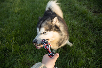 tug of war with a dog alaskan malamute husky shepherd in grass field