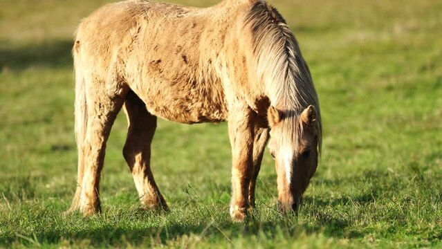 Beautiful Horse in a field on a farm in Australia. Horses in a meadow
