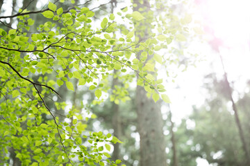 新緑の背景に使いやすい緑の春夏のイメージ