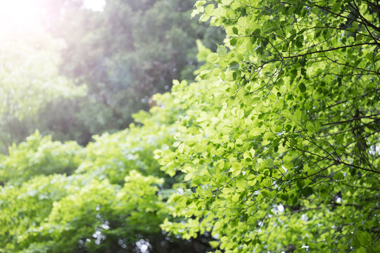Green spring and summer images that are easy to use against a background of fresh greenery