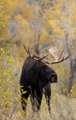 Naklejka na ściany i meble Bull Moose in Grand Teton National Park Wyoming in Autumn
