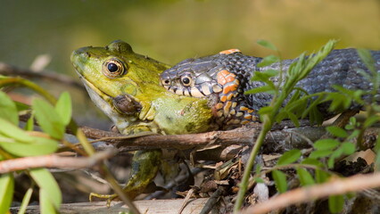 frog on the ground