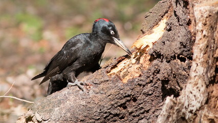 red winged blackbird