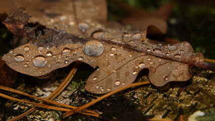 leaf with dew drops