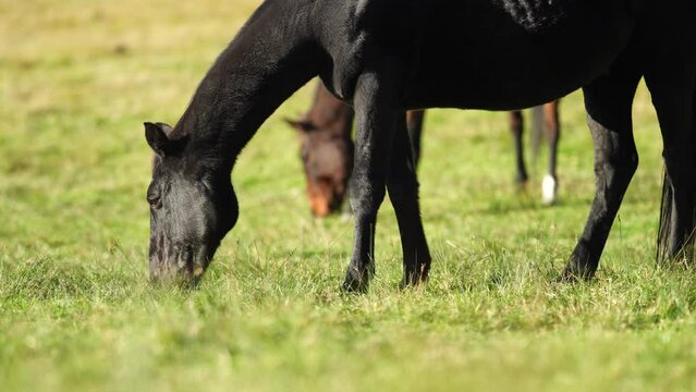 Beautiful Horse in a field on a farm in Australia. Horses in a meadow