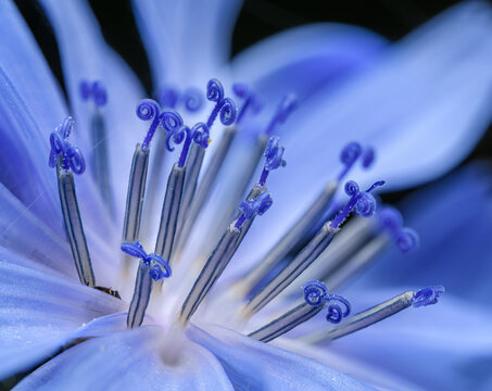 detail of blue flower of common chicory (Cichorium intybus)