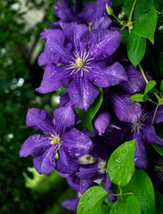 Purple clematis flowers and green leaves with rain water drops