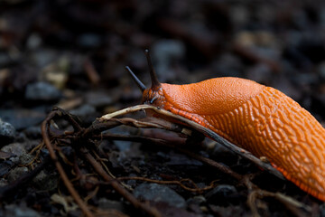 Orange slug in the forest