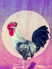 rooster on the wall © ahmad