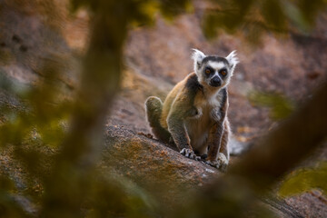 Madagascar wildlife, Ring-tailed Lemur, Lemur catta. Animal from Madagascar, Africa, orange eyes. Evening light sunset, Anja Nature Park.