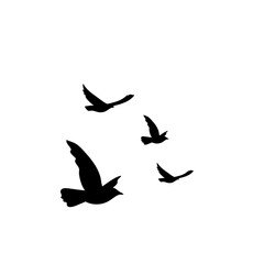 Fototapeta na wymiar Flying birds silhouettes