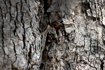 Flying lizards. Flying dragon. A flying dragon (Draco volans) is disguised on the trunk of a tree, Lizard merged with trees color