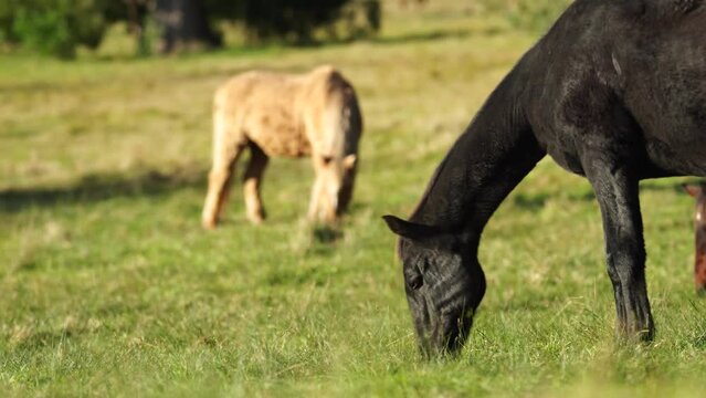 Beautiful Horse in a field on a farm in Australia. Horses in a meadow