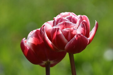 Tulpen 2