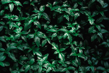 Close up nature tropical green leaves background and textured