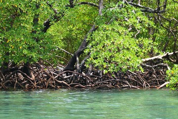 Lush green leaves on magrove trees, green waters. Environment in Bahia, region of Boipeba, Brazil