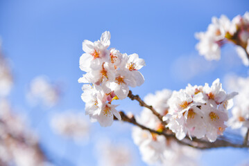 Fototapeta premium cherry tree blossom