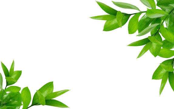 Fototapeta Frame composition of green Ruscus leaves isolated on transparent background